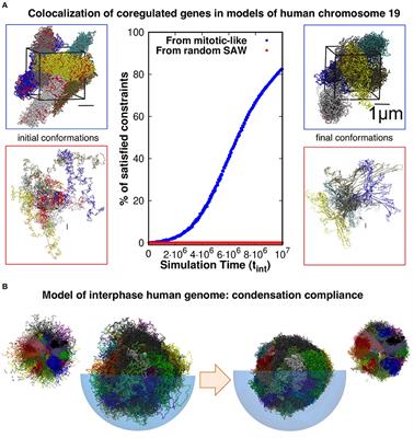 Topological Constraints in Eukaryotic Genomes and How They Can Be Exploited to Improve Spatial Models of Chromosomes